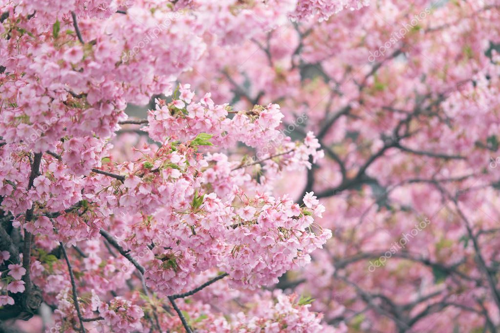 Cherry blossom pink japan pussy