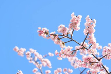 Pembe kiraz çiçeği (kiraz çiçeği, Japon çiçekli kiraz) Sakura ağacı üzerinde. Sakura çiçek temsilcisi Japon çiçek olur. Kış geçiş ana parçası. Herkes love.
