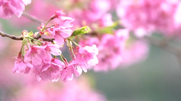 樱花树上的粉红色樱花 日本开花樱桃 樱花是日本花卉的代表 冬季通行证的主要部分 我爱每一个人 — 图库视频影像
