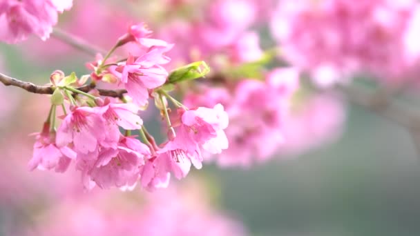 Pink Cherry Blossom Cherry Blossom Japanese Flowering Cherry Sakura Tree — Stock Video