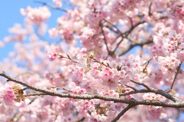 Pembe kiraz çiçeği (kiraz çiçeği, Japon çiçekli kiraz) Sakura ağacı üzerinde. Sakura çiçek temsilcisi Japon çiçek olur. Kış geçiş ana parçası. Herkes love.