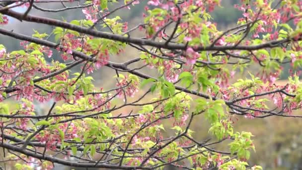 樱花树上的粉红色樱花 日本开花樱桃 樱花是日本花卉的代表 冬季通行证的主要部分 我爱每一个人 — 图库视频影像