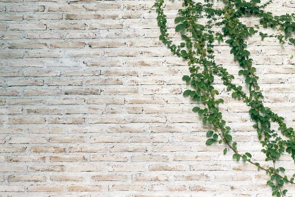 Wall Made Brick Painted White Creepers Left Wall Wall Popular — Stock Photo, Image