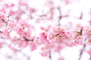 Pembe kiraz çiçeği (kiraz çiçeği, Japon çiçekli kiraz) Sakura ağacı üzerinde. Sakura çiçek temsilcisi Japon çiçek olur. Kış geçiş ana parçası. Herkes love.