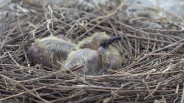 Güvercin yaklaşık 3-4 gün boyunca yumurtaların, çimen, yavaş yavaş bir kuş yuva kuş tutmak için bir daire içine yerleştirilen yaşam güvercinler nest yumurta kuluçkalık için yapmak bir yuva yaptı.