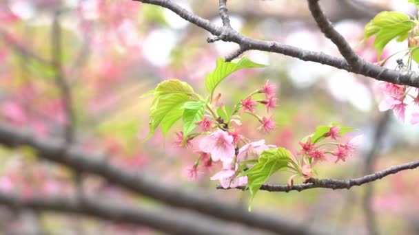 Pembe Kiraz Çiçeği Kiraz Çiçeği Japon Çiçekli Kiraz Sakura Ağacı — Stok video