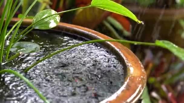 Slow Motion Rain Fell Pond Water Splashing Water Fish Pond — Stock Video