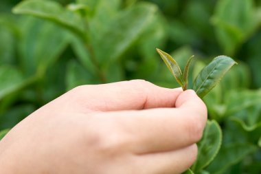 Asyalı kadın el kadar çay toplama çay plantasyondan bırakır, yeni sürgünler yumuşak sürgünler. Sağlıklı yiyecek ve içecek sudur. arka plan ile kopya alanı sağlık kavramı.