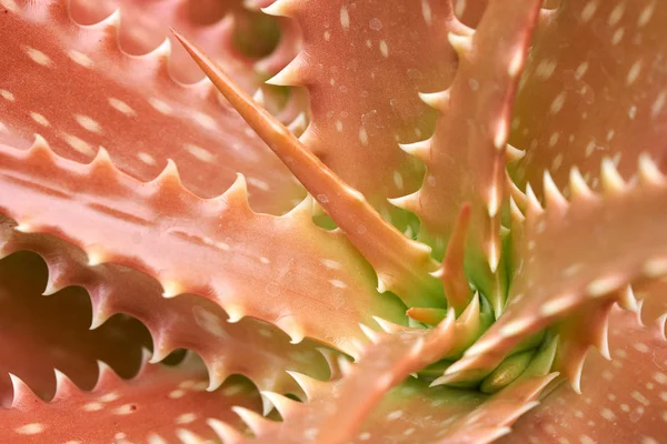 Aloe Vera Star Cactus Aloe Barbadensis Mill Gelatina Nelle Foglie — Foto Stock