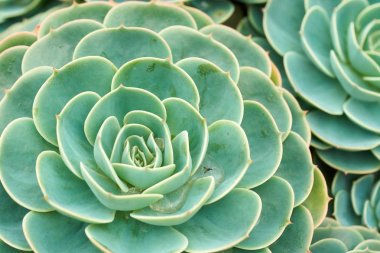 Kaktüs ve sulu Echeveria (Crassulaceae Echeveria sp.). Bir gül gibi şeklinde bir etli çiçek. Yaprakları katmanları sıkıştırılmış, yüzeysel bir gül gibi görünüyorsun. Ama dokununca.