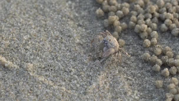 兵士のカニやミナミコメツキガニ Dotilla Wichmani 小さなカニは 腐植や食品としてビーチで見つけた小動物を食べる 穴をそう遠くないです 邪魔なら 逃げます — ストック動画