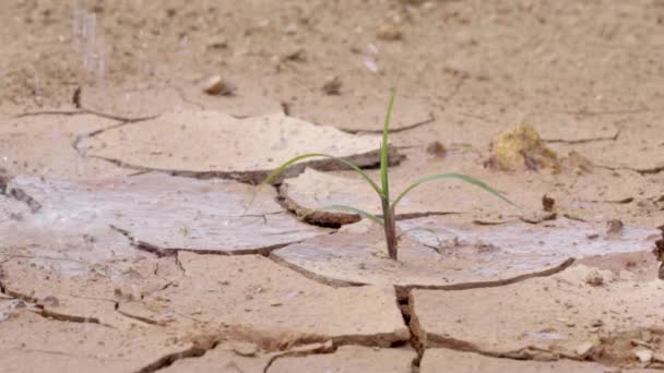 Struggling Tree Needs Grow Arid Soils Has Been Watering Trees — Stock Video