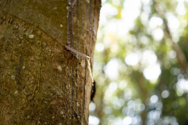 Kautschukbaum (hevea brasiliensis) produziert Latex. durch Einsatz von Messern — Stockfoto