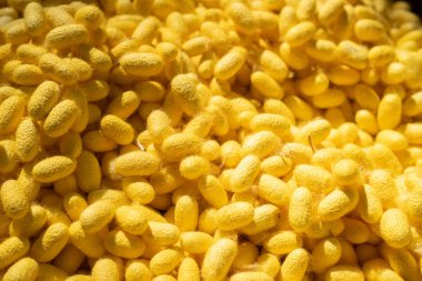 Doğal ipek böceği kabuğu (Kozalar) birincil kaynak üreticisi