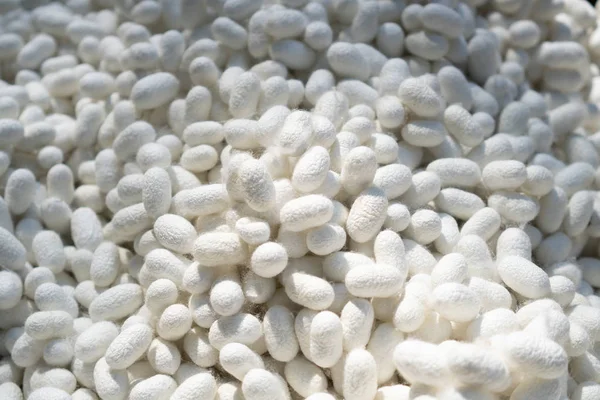 Doğal ipek böceği kabuğu (Kozalar) birincil kaynak üreticisi