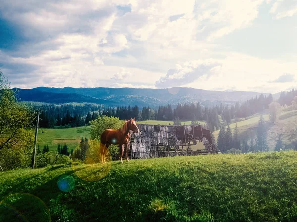 Günbatımı üzerinde kahverengi at duran. Yaz Dağları arka plan ile — Ücretsiz Stok Fotoğraf