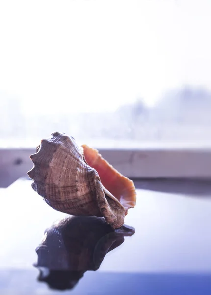 Sea shell on glass with reflections on bright blurred background — Stock Photo, Image