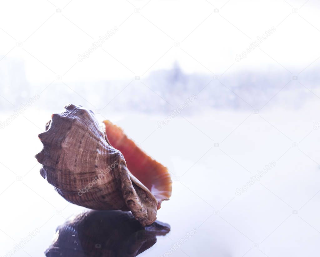 Sea shell on glass with reflections on bright blurred background