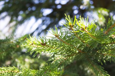 Çam dalları altın güneş ışınları ile. Sıcak bahar arka plan. CL