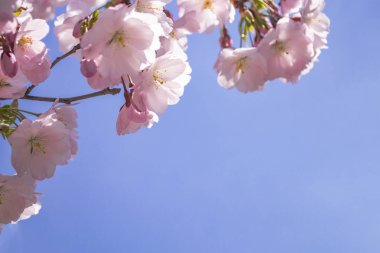 Mavi gökyüzü arka plan üzerinde pembe sakura çiçekler. Closeup çekim