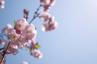 Bulanık mavi gökyüzü arka plan üzerinde pembe sakura çiçekler. Closeup sho