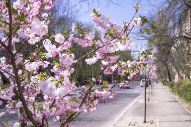 Pembe sakura çiçek closeup sokak arka plan bulanık üzerinde.