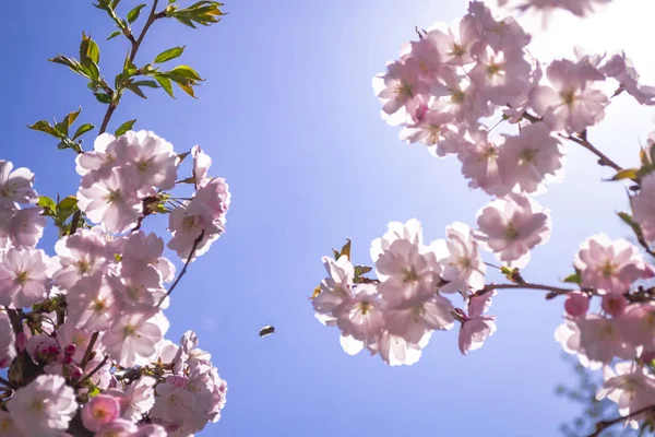 Sakura ramos com flores cor de rosa closeup no fundo do céu azul — Fotografia de Stock