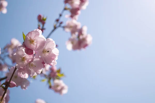 Rózsaszín sakura virágot, a homályos kék ég háttér. Vértes sho — Stock Fotó