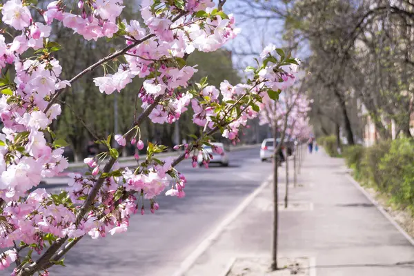 Рожеві квіти сакури крупним планом на розмитому вуличному фоні . — стокове фото