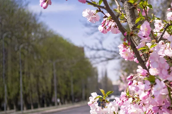 Rózsaszín sakura virágokat Közelkép a homályos utcai háttér — Stock Fotó
