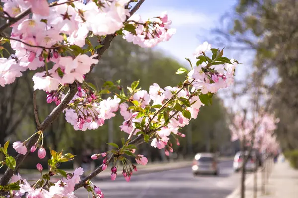 Rózsaszín sakura virágokat Közelkép a homályos utcai háttér. — Stock Fotó