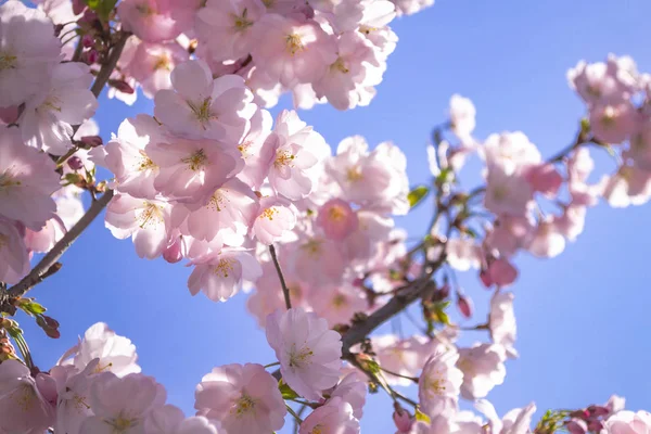 Sakura rózsaszín virágok Közelkép a kék ég háttér. Vértes lövés — Stock Fotó