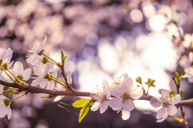 Bahar çiçekleri. Kiraz çiçek açması ağaç dalı çiçekli. Böke