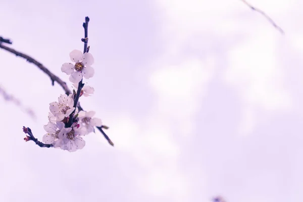 Tavaszi virágok. Virágzó cseresznye fa ága, virágok. — Stock Fotó