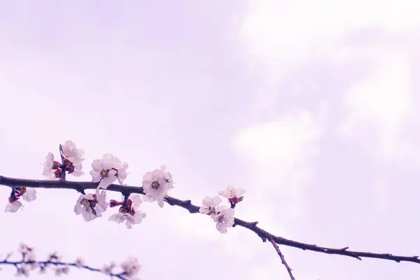 Tavaszi virágok. Virágzó cseresznye fa ága, a virágok. Saku — Stock Fotó