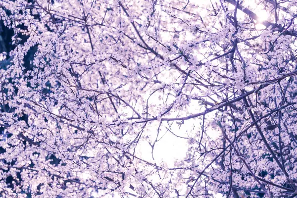 Tavaszi virágok. Virágzó cseresznye fa ága, a virágok. Saku — Stock Fotó