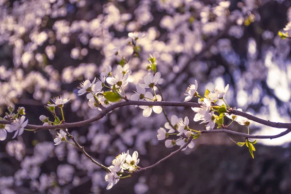 Tavaszi virágok. Virágzó cseresznye fa ága, a virágok. Boke — Stock Fotó