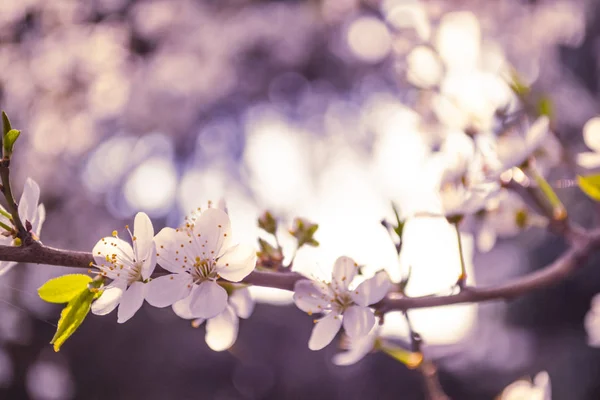 Tavaszi virágok. Virágzó cseresznye fa ága, a virágok. Boke — Stock Fotó
