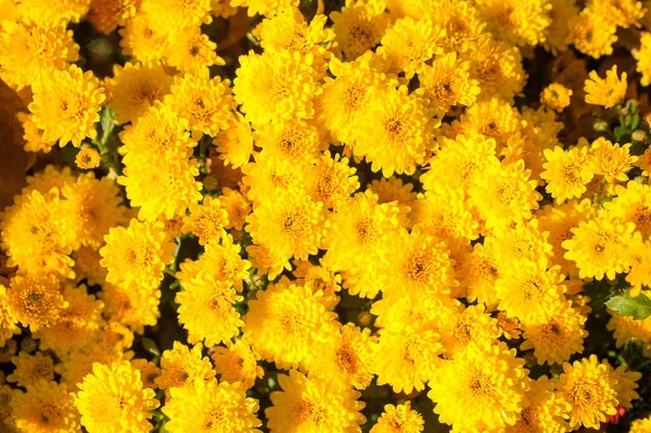 Farbenfrohe Chrysanthemen aus nächster Nähe. Hintergrund der Blumen — Stockfoto