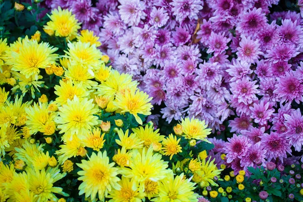 Χρυσάνθεμο πολύχρωμες γκρο πλαν. Φόντο των λουλουδιών — Φωτογραφία Αρχείου