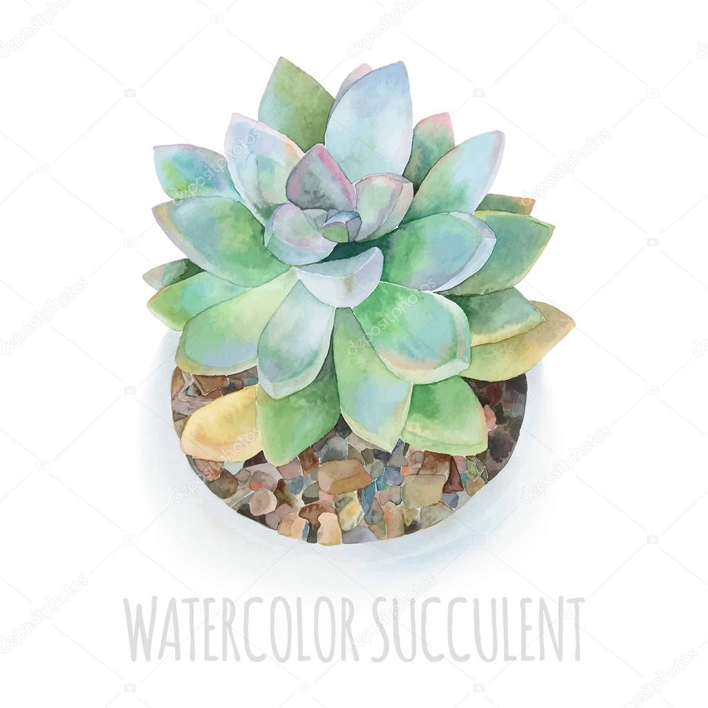 Watercolor succulent modern illustration