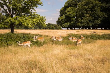 Ücretsiz açık havada parkta dolaşan geyikler