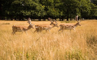 Ücretsiz açık havada parkta dolaşan geyikler