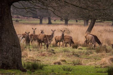 Ücretsiz açık havada parkta dolaşan geyikler