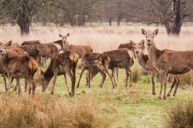 Ücretsiz açık havada parkta dolaşan geyikler