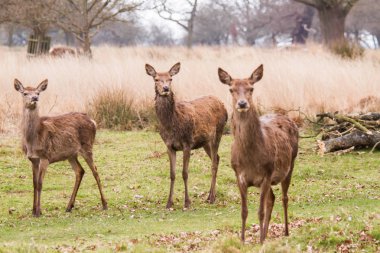 Ücretsiz açık havada parkta dolaşan geyikler