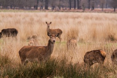 Ücretsiz açık havada parkta dolaşan geyikler