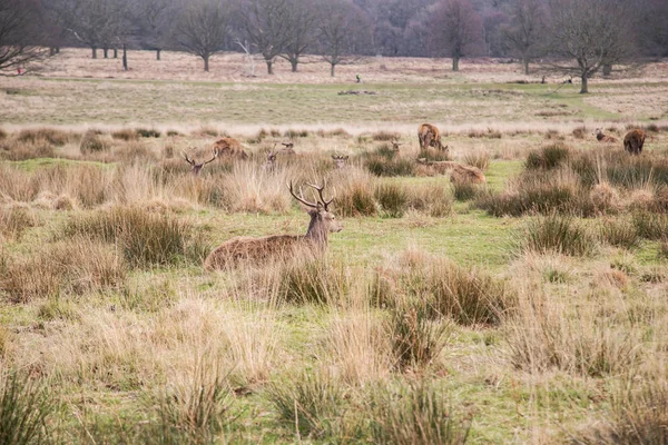 Cerfs errant gratuitement dans le parc extérieur — Photo