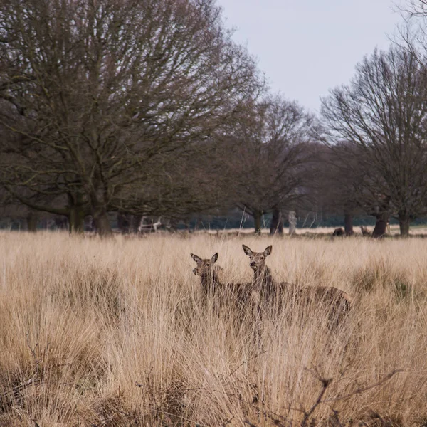 Rehe streifen frei im Park umher — Stockfoto