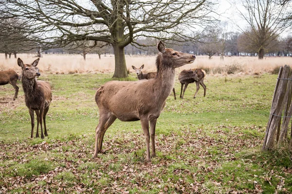 Ciervos vagando libremente en el parque al aire libre —  Fotos de Stock